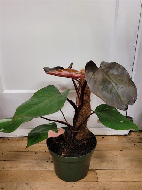 Philodendron Pink Princess The Curious Plantaholic