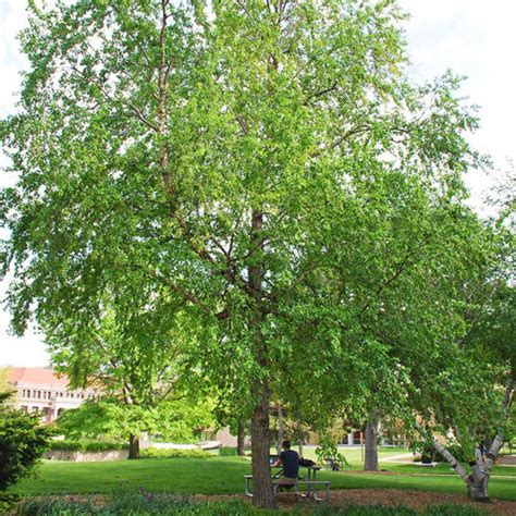 River Birch Trees for Sale at Arbor Day's Online Tree Nursery - Arbor ...