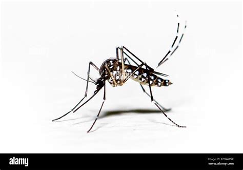 Aedes Aegypti Mosquito Pernilongo With White Spots And White Background