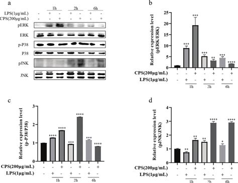 Effects Of Cps On The Phosphorylation Of Mapks In Raw Macrophages