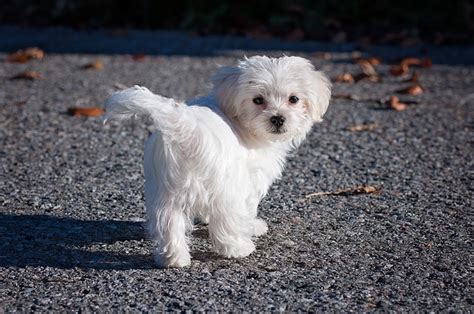 10 Hypoallergenic Dog Breeds