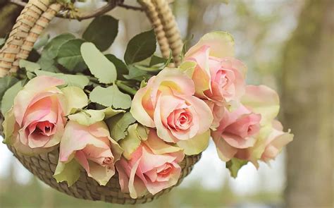 Roses Noble Roses Basket Tree Branch Flowers Pink Pink Roses