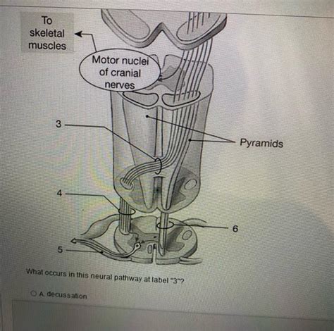 Solved What Occurs In This Neural Pathway At Label 3 A