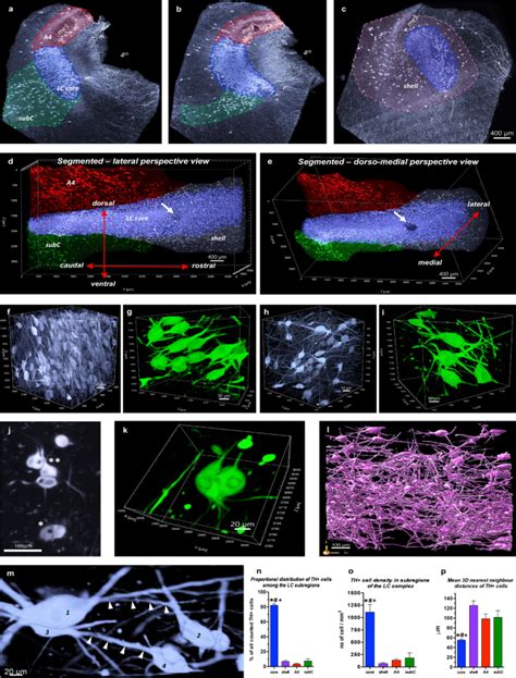 Spatiotemporal Characterization Of Cellular Tau Pathology In The Human