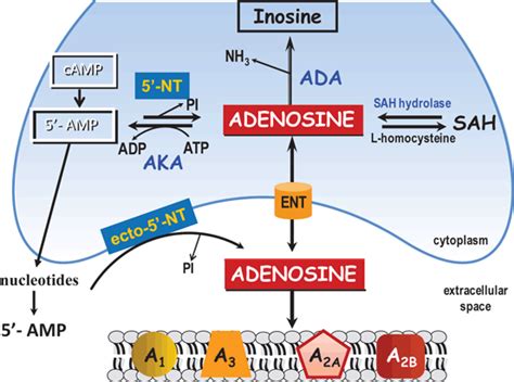 Adenosine A2a Receptors Localization And Function Springerlink