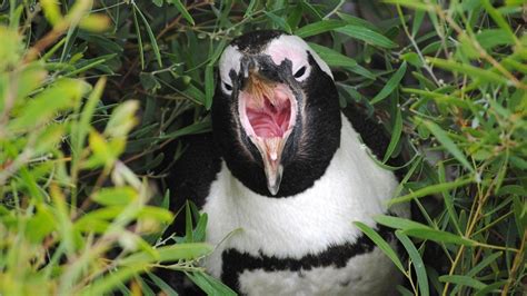 South Africa Penguins: The Endangered Species of Boulders Beach