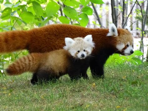 Baby Red Panda Goes For A Crisp Autumn Stroll With Her Mom Around Their