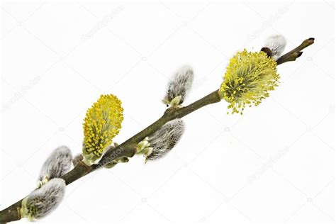 Pussy Willow Twig On White Background Stock Photo Tinieder 74153949