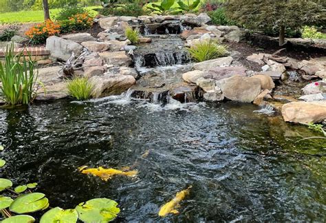 A Comprehensive Guide To Koi Ponds