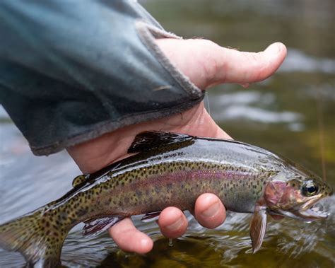 Brown Trout Vs Rainbow Trout — Tale Out Australian And New Zealand