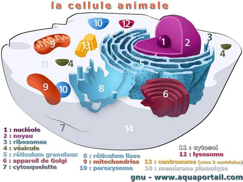 Organite D Finitions Types Terminologie Eucaryotes Procaryotes