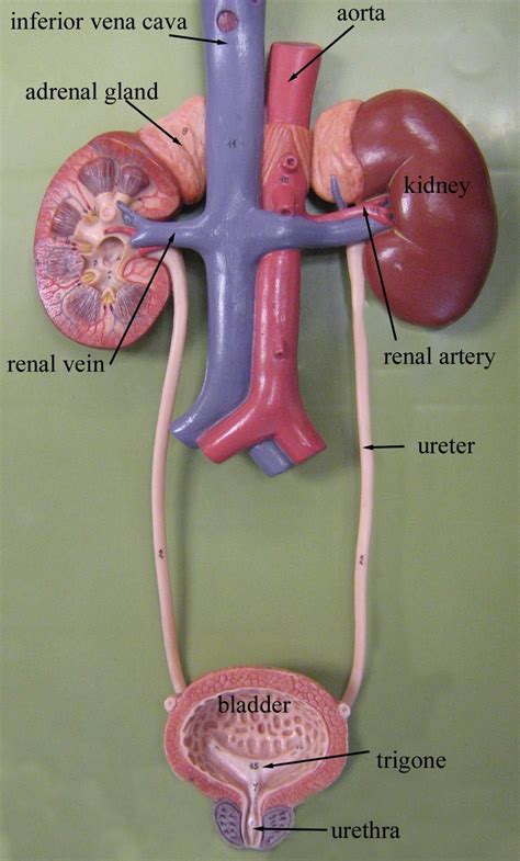 Diagram Of The Male Urinary System