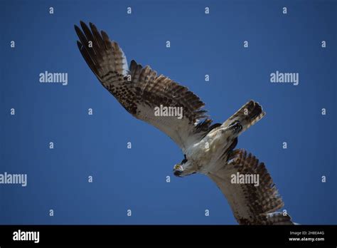 Osprey Talons Close Up Hi Res Stock Photography And Images Alamy