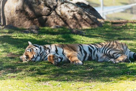 Alpine Lions Tigers Bears Sanctuary Visit And Tour Getyourguide