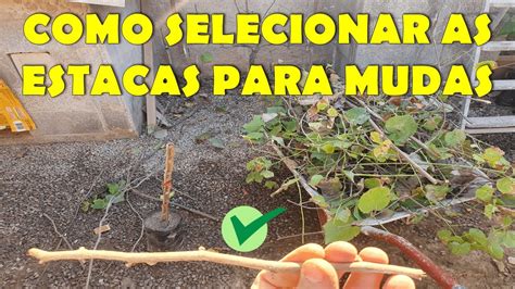 Como Selecionar As Estacas Para Fazer Mudas De Videira Youtube