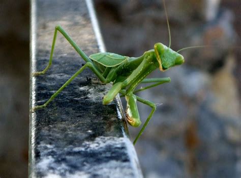 Staring Into The Eyes Of A Praying Mantis Smithsonian Photo Contest