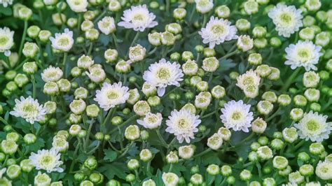 Pruning Chrysanthemums What You Need To Know