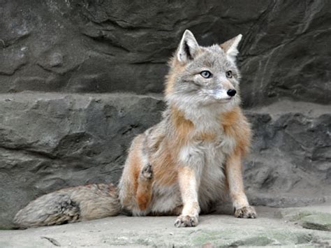 Corsac Fox Facts, Diet, Habitat Pictures On, 43% OFF