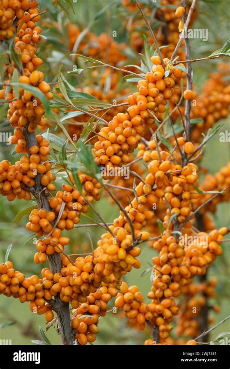 Hippophae rhamnoides friesdorfer orange hi-res stock photography and ...