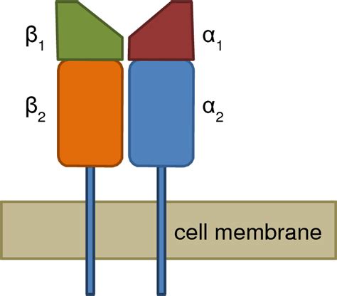 Figure 1.1 from Identification of MH Class IIβ alleles conferring resistance/susceptibility to ...