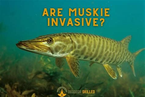 Are There Muskies In Alum Creek Alum Creek Muskie Fishing Guide