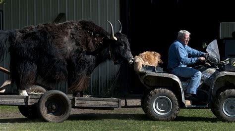 Pet Yak On The Mend At Wsu Pets Animal Pound Yak