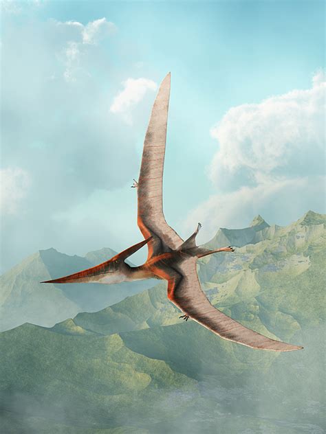 Pteranodon Gliding Greeting Card by Daniel Eskridge