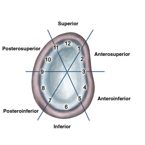 Superior Labral Anteroposterior Lesions Of The Shoulder:, 60% OFF