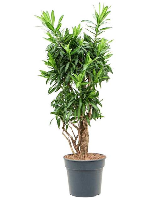 Kostenloser Versand Pleomele Dracaena Reflexa Song Of Jamaica