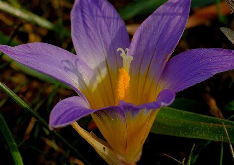 Fotos Gratis Naturaleza P Talo Nica Flora Flor Silvestre