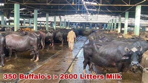 350 Buffalos 2600 Litters Day Milk Ll Buffalo Dairy Farm Of Ch Abdul