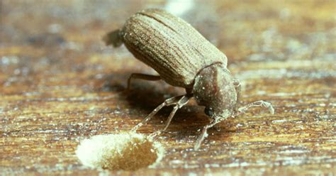 Peter Cox Blog Woodworm Common Furniture Beetle