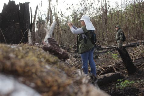 Acre Apresenta Redu O De No Desmatamento No M S De Agosto Em