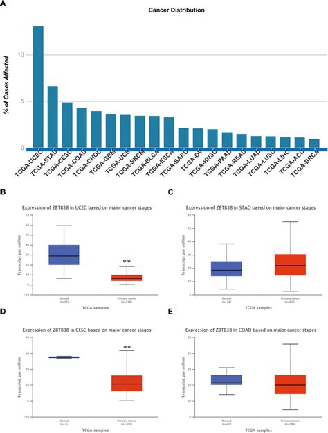 Expression Analysis Of Zbtb38 Gene In Different Tumors Based On Tcga