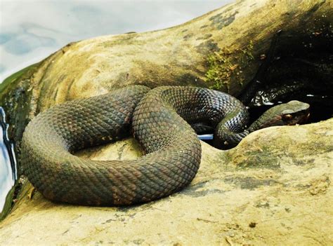 Saw This Snake While Kayaking In Arkansas Last Week Snakes