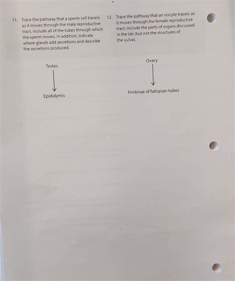 Solved 11 Trace The Pathway That A Sperm Cell Travels As It Chegg