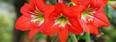 Amaryllis Pflegen Vivanno