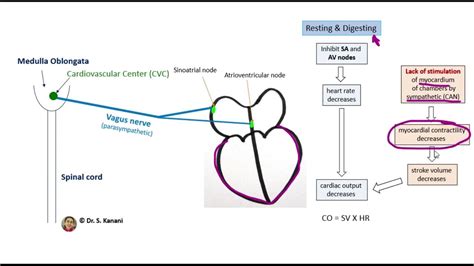 Vagus Nerves And The Heart Youtube