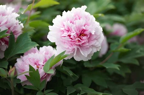 Peony Flower Meaning Symbolism Allwaysflower