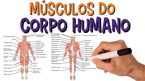 Mapa Dos Musculos Do Corpo Humano Braincp