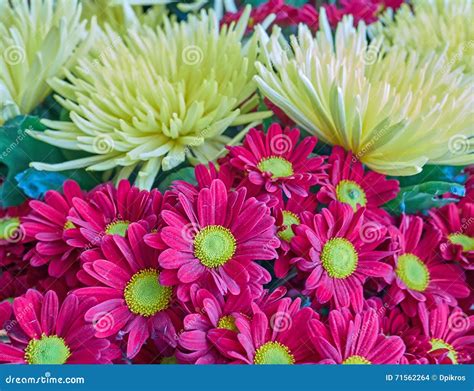 Yellow And Purple Chrysanthemum Flowers Closeup Stock Photo Image Of