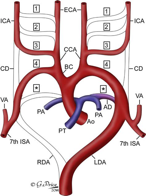 Frontiers Morphogenesis Of The Mammalian Aortic Arch Arteries