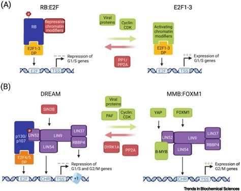 Coordinating Gene Expression During The Cell Cycle Trends In