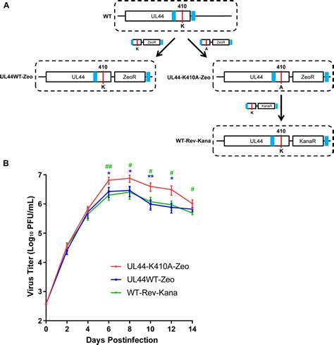 Frontiers Sumoylation Of The Carboxy Terminal Of Human