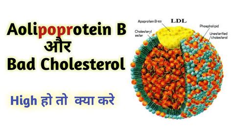 Apolipoprotein B Apo B 100 Lipoproteins YouTube