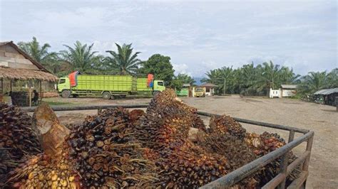 Harga TBS Sawit Di Bengkulu Tengah Naik Lagi Rp 50 Tertinggi Sentuh