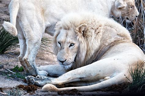 A Rare Encounter Spotting White Lions in the Wild Condé Nast Traveler