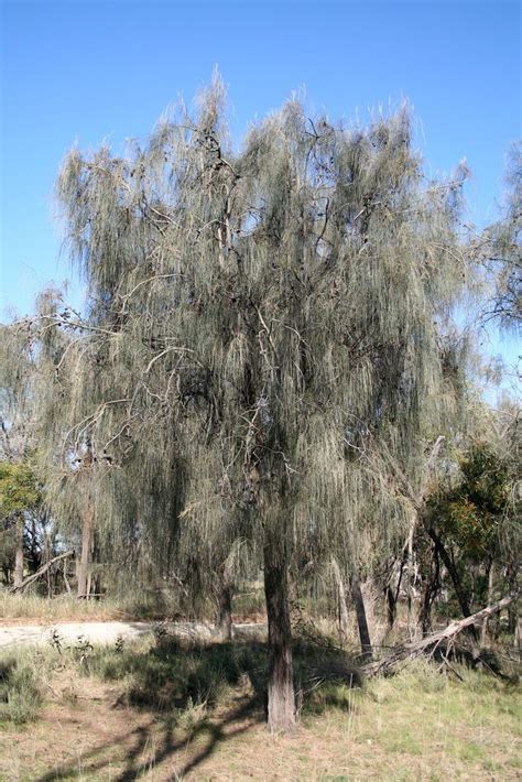 Allocasuarina Verticillata Alchetron The Free Social Encyclopedia