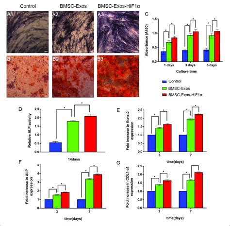 BMSC Exos HIF1α promotes proliferation and osteogenic differentiation