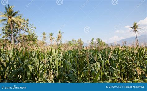 Agriculture And Agribusiness Green Field Of Corn Growing Up In Farm